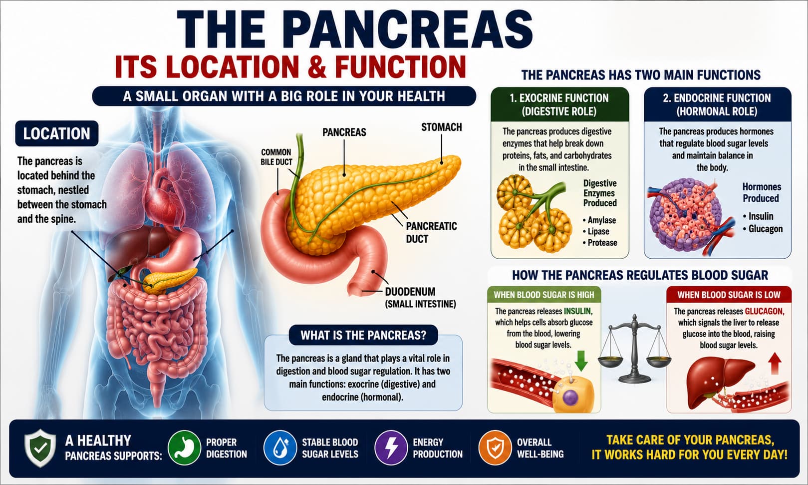 pancreas within the digestive system and its role in enzyme production and blood sugar regulation
