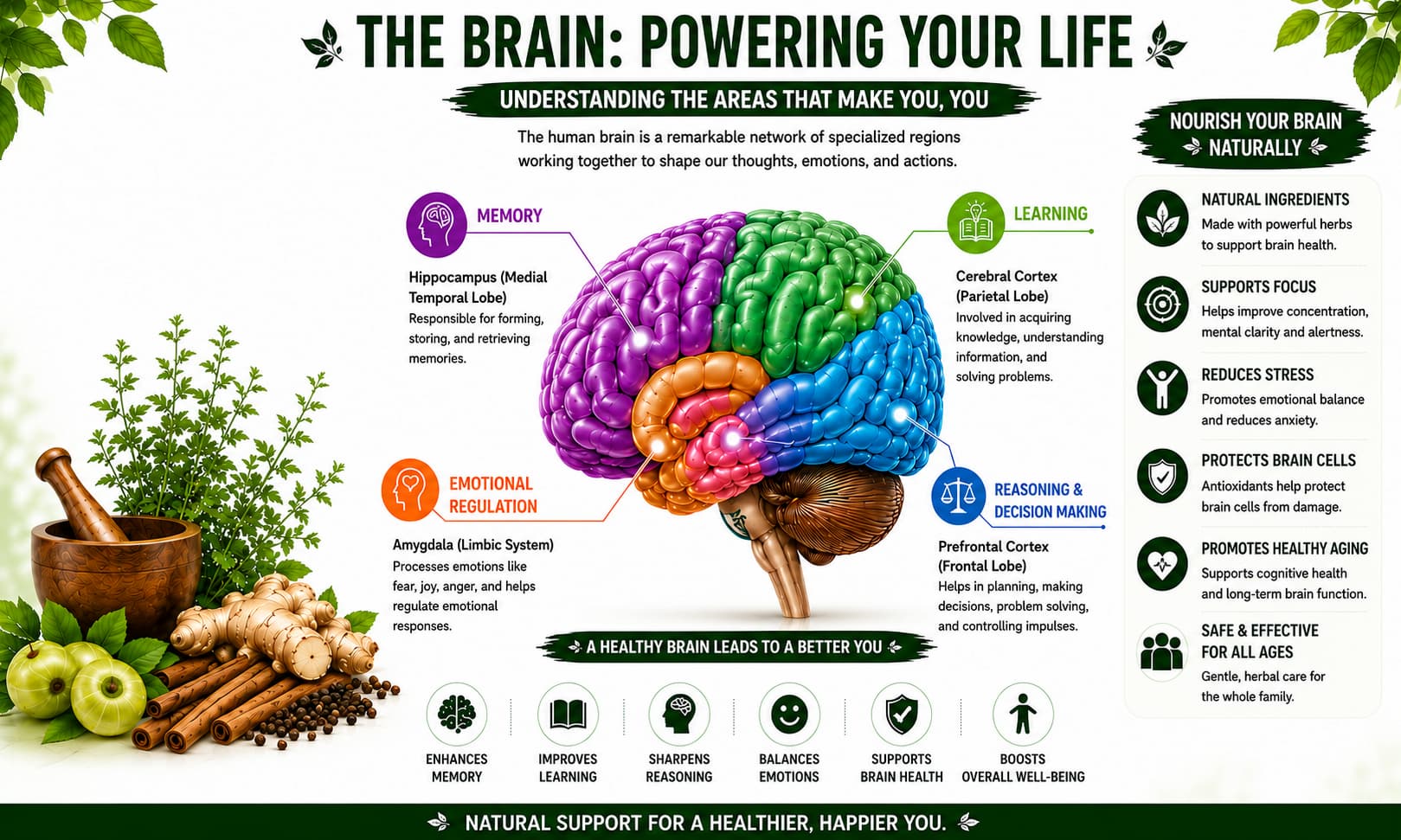 A medical educational infographic illustrating the major functional regions of the human brain, explaining their roles in memory, learning, emotional regulation, reasoning, decision-making, and overall cognitive health through clear visuals and informative callouts.