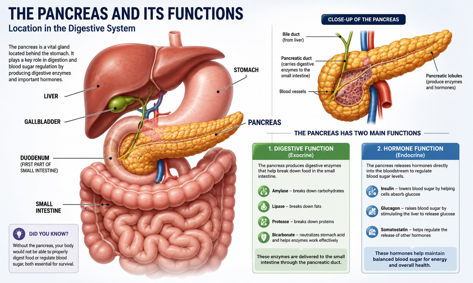 showing the location of the pancreas within the digestive system, including the stomach, liver, gallbladder, and small intestine, 