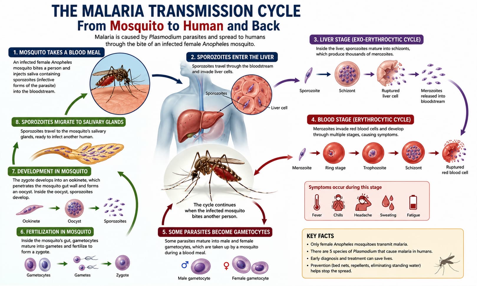 showing the malaria transmission cycle from an infected Anopheles mosquito to a human, 
